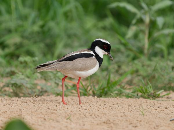 Cayennekievit (Hoploxypterus cayanus)